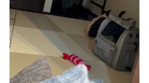 クッションを運ぶ猫