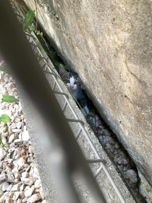 挟まっている子猫