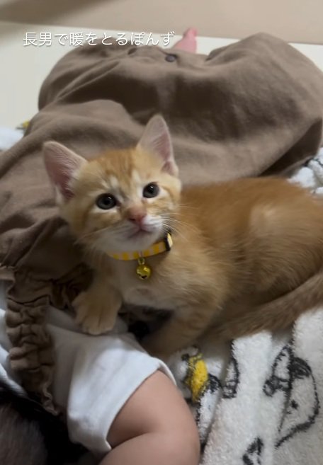 寝ている赤ちゃんに寄り添っている子猫