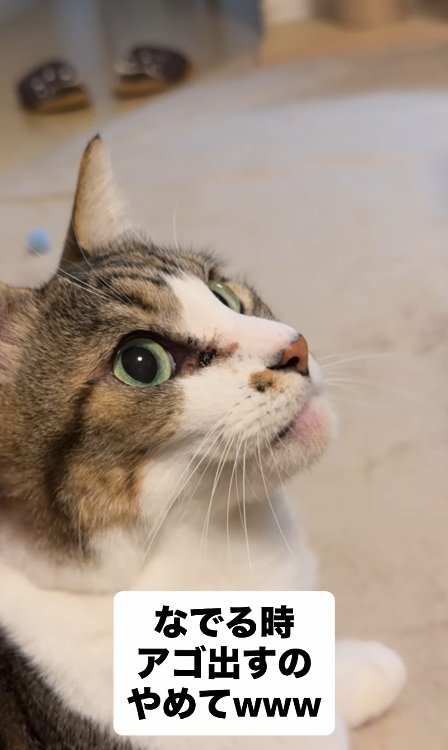 横を向いてあごをつきだしている猫