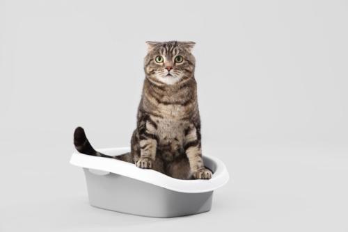 トイレに入る猫