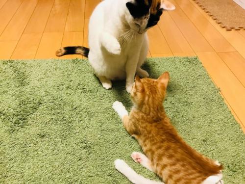 猫パンチしそうな猫
