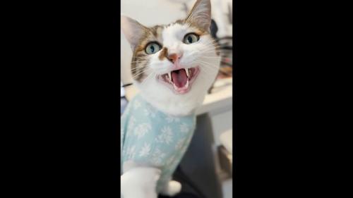 エースくんのアップ