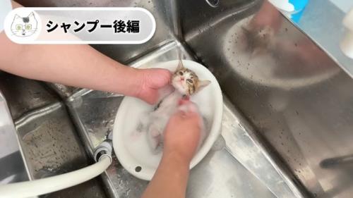 仰向けのキジシロちゃん