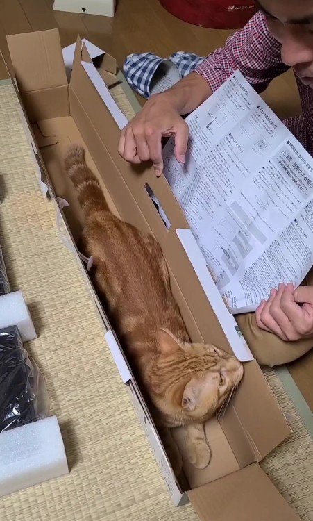 空き箱に入った猫