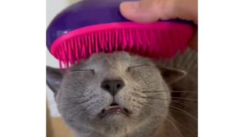 ブラッシングされている猫