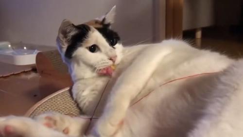 おもちゃをくわえる猫