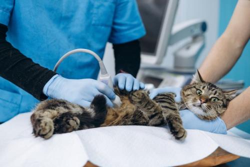 治療を受ける猫