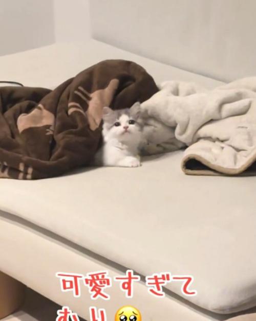 上を向く猫