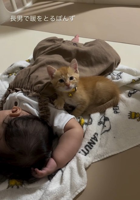 寝ている赤ちゃんに寄り添っている子猫