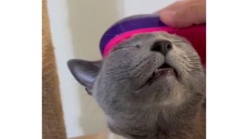 ブラッシングされている猫