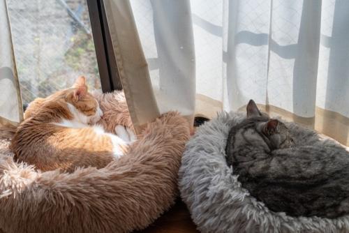 窓辺で眠る猫
