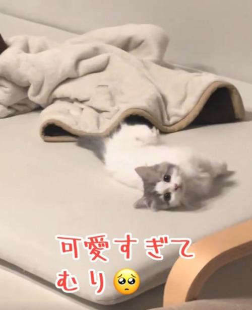 凝視する猫