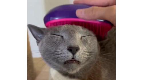 ブラッシングされている猫