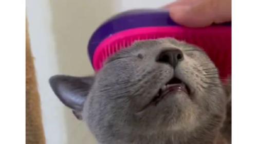 ブラッシングされている猫