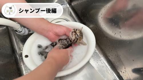 仰向けのキジちゃん