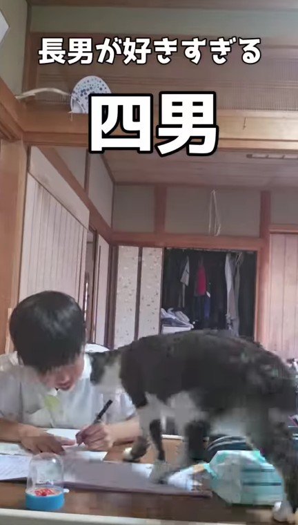宿題をしている男の子と猫
