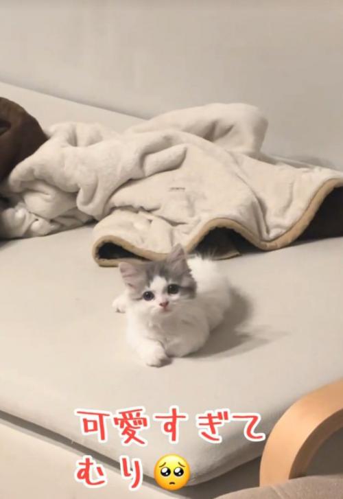 お座りしてガン見する猫