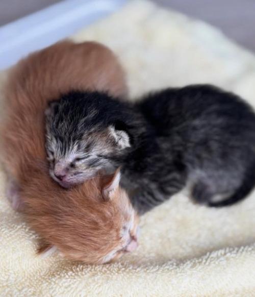 寝ている生後間もない子猫