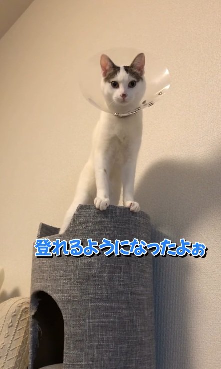 キャットタワーの上にいる猫