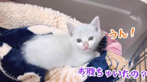 寝転がる子猫