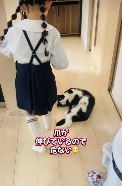 娘さんを通せんぼするハチワレ猫