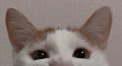 笑顔の猫の目