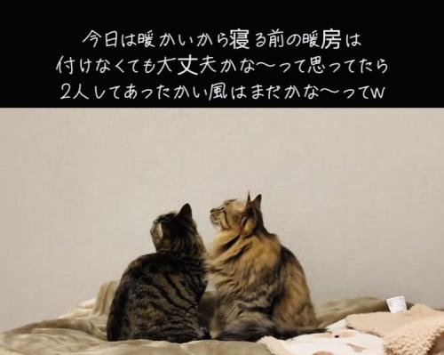 エアコンを見つめる2匹のキジトラ猫