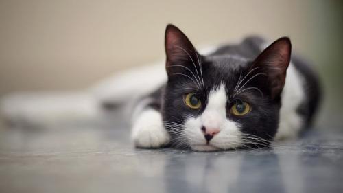 床に寝そべる猫