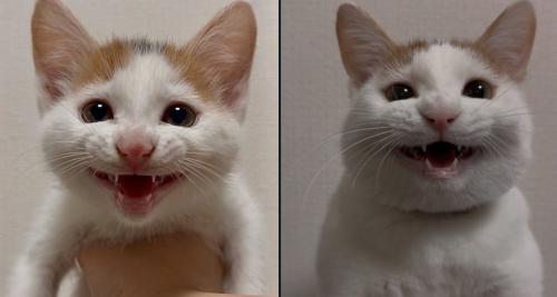 子猫の時の写真と、現在の写真