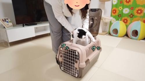 捕獲されたホルンくん