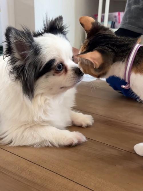 鼻と鼻をくっつける猫と犬