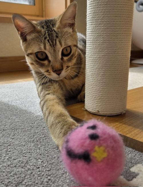 ボール遊びをする猫