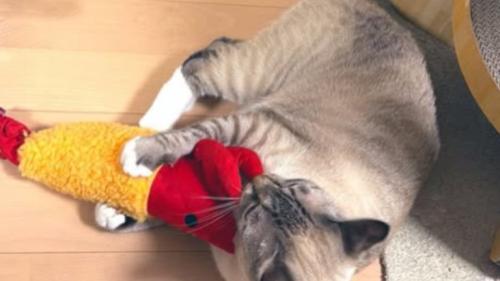 遊んでいる猫