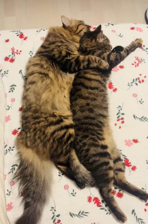 キジトラ猫をグルーミングするキジトラ猫