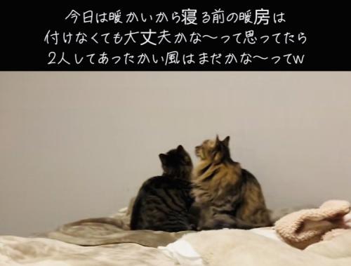 エアコンを見つめる2匹のキジトラ猫
