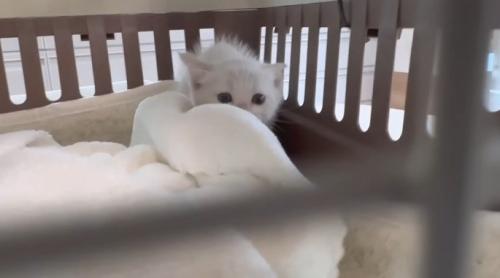 キャリーの隅にいる子猫