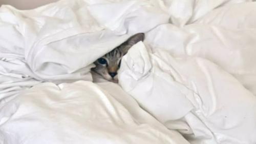 布団にくるまっている猫