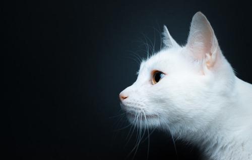 横を向く猫