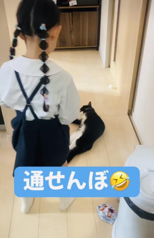 娘さんを通せんぼするハチワレ猫