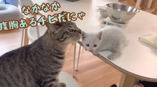 先住猫に嗅がれる子猫
