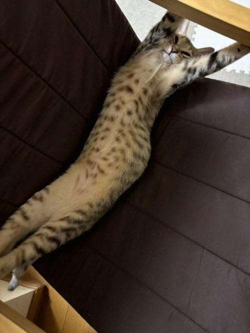 長く伸びて寝る猫