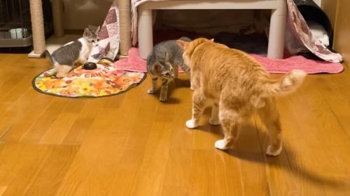 やんのかポーズ
