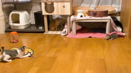 遊ぶ兄妹