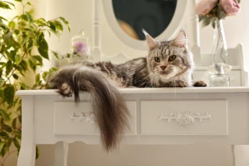 化粧台に座る猫