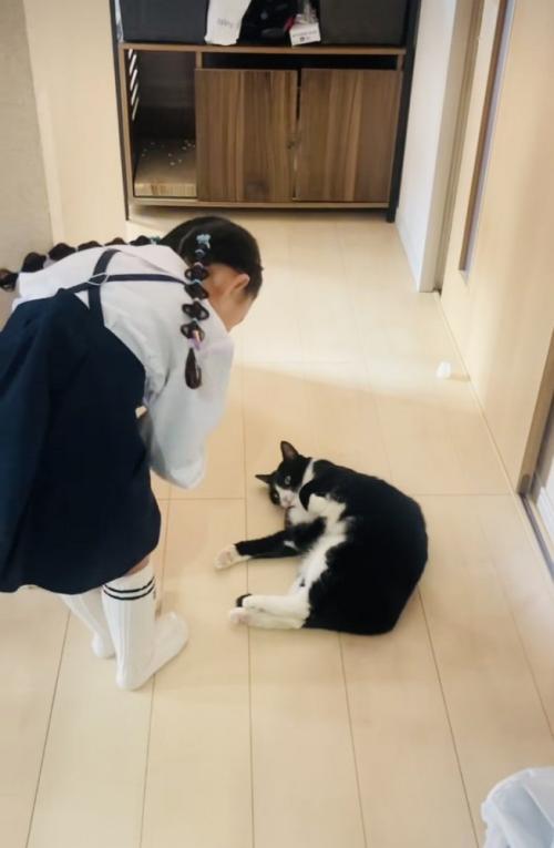 娘さんを通せんぼするハチワレ猫