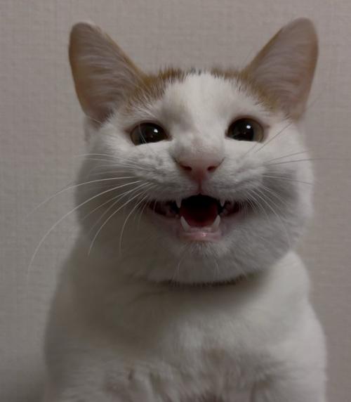 笑顔で飼い主を見つめる猫