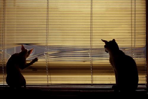 ブラインドから外を見る猫のシルエット