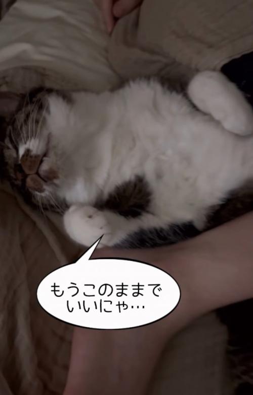 気持ちよさそうに横になる猫