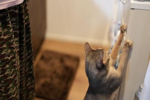爪とぎをする猫